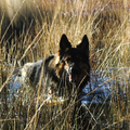 farmerhouserufan, ODH Kennel