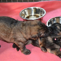 farmerhouserufan, ODH Kennel