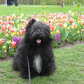 Tibetaanse Terrier