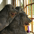 Gaelforce Irish Wolfhounds