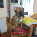 Boxer