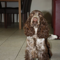 Engelse Cocker Spaniel