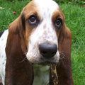 Basset Hound