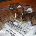Nog bij de fokker, paar weekjes oud. Met z'n allen (4) voor het eerst van het bordje eten! 