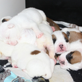 Engelse bulldog kennel 