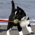 Trunks voor het eerst op het strand, met haar tennis bal die ze net aan vast kon houden..