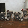 American Staffordshire Terrier