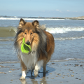 Cooper aan het spelen op het strand!