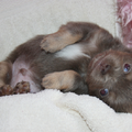 chikechihuahua