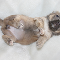 chikechihuahua