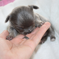 chikechihuahua
