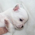 chikechihuahua
