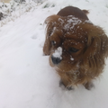 Cavalier King Charles Spaniel