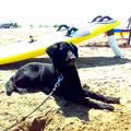 Ron is uit haar dak geweest! Water, zand en wind voor het baasje!