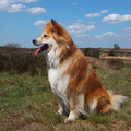 IJslandse Hond