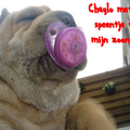 Dit is mijn sharpeitje chaylo als pup met het speentje van mijn zoontje...