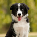 Border collie pup Jay-jay
