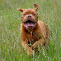 astrix aan het lopen in de wei