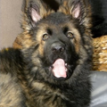 Wat is er schattiger dan een puppygaapje???