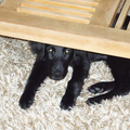 Quint ligt nog steeds onder de tafel, ze heeft alleen minder ruimte dan als Pup