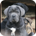 Cane Corso Italiano