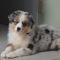 Jarnick's Aussieshome