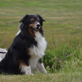 Jarnick's Aussieshome