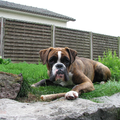 Boxer