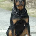Rottweiler