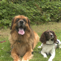 Leonberger