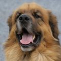 Leonberger
