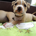 American Staffordshire Terrier