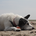Na een beetje achter de bal aanhollen zijn Billie(hier al bijna 14) en ballie moe. Even een pauze inlassen denkt Billie en geniet van zee en zon. 