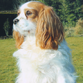 Queeny was men eerst hondje. Ze is maar amper 9 jaar geworden toen ik ze moest afgeven. 