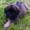 Leonberger