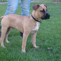 American Staffordshire Terrier