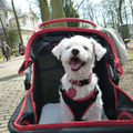 Dit is Pruts, maltezer van 11j oud
Had heel veel last van hernia's en kon nergens maar naartoe, maar kreeg dan deze buggy zodat hij overal mee naar toe komt, en dit was het eerste moment dat hij ergens mee naartoe mocht in z'n buggy en zijn koppie straalt puur geluk uit! 