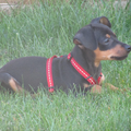 Dwergpinscher
