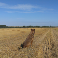 Ik kan natuurlijk niet voor Kylie gaan praten... Maar ik denk dat zij gekozen heeft voor werk als opzichter... Of gewoon groot-grondbezitter...

In elk geval ziet ze hier dat de oogst op tijd binnen is en het stro mooi gebundeld... Kortom... Kylie zag dat het goed was ;-)
