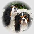 Cavalier King Charles Spaniel