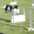 Hier springt Boy net over de hindernis heen tijdens een flyball wedstrijd :)