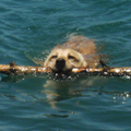 onze yenzo helpt in deze wereld mee met het schoonhouden van het meer door stokken en andere materialen steeds weer eruit te halen en op het droge te trekken!! 