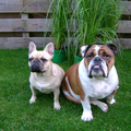 Engelse Bulldog