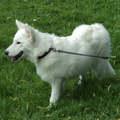 Alaskan Malamute
