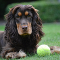 Engelse Cocker Spaniel