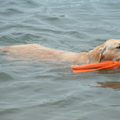 Saartje voor de eerste keer in het water,en gelijk al haar speeltje ophalen ..KNAP HÉ...