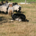 Working sheepdog