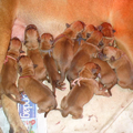 Ons Kiara Bordeauxdog heeft hard gewerkt om haar 13 pupjes op de wereld te zetten.