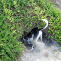 hargen, skip is druk aan het graven