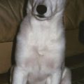 White Swiss Shepherd Dog